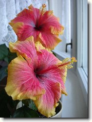 Hibiscus rosa-sinensis