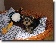 Jorkrsk terier, Yorkshire Terrier,