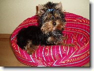 Jorkrsk terier, Yorkshire Terrier,