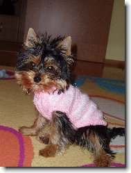 Jorkrsk terier, Yorkshire Terrier,