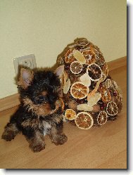 Jorkrsk terier, Yorkshire Terrier,