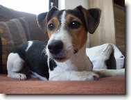 Jack Russell Terrier