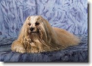 Lhasa Apso