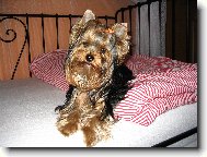 Jorkrsk terier, Yorkshire Terrier,