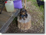 Jorkrsk terier, Yorkshire Terrier,