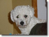 Bichon frise