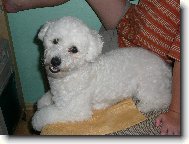 Bichon frise