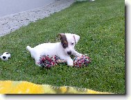 Jack Russell Terrier