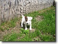 Jack Russell Terrier