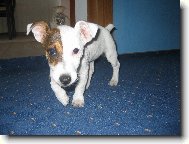 Jack Russell Terrier