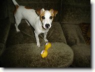 Jack Russell Terrier