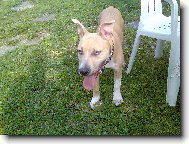 American Staffordshire Terrier