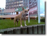 American Staffordshire Terrier