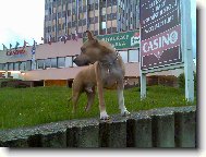 American Staffordshire Terrier