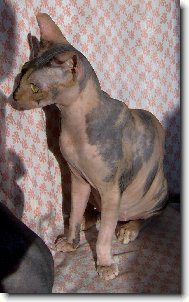 Sphynx \(cat\)