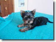 Jorkrsk terier, Yorkshire Terrier,