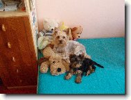 Jorkrsk terier, Yorkshire Terrier,