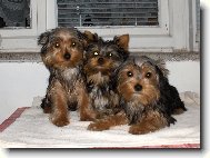 Jorkrsk terier, Yorkshire Terrier,