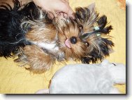 Jorkrsk terier, Yorkshire Terrier,