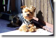 Jorkrsk terier, Yorkshire Terrier,