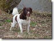 Frisian Water Dog, Wetterhoun