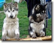 Alaskan Malamute