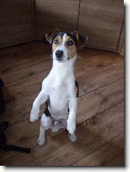 Jack Russell Terrier