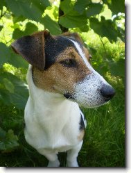 Jack Russell Terrier