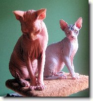 Sphynx