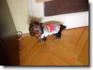 Jorkrsk terier, Yorkshire Terrier,