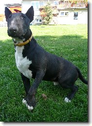 Bull Terrier