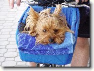 Jorkrsk terier, Yorkshire Terrier,