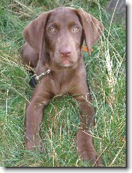 Labrador Retriever