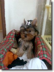 Jorkrsk terier, Yorkshire Terrier,