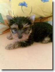 Jorkrsk terier, Yorkshire Terrier,