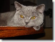 British shorthairs cat