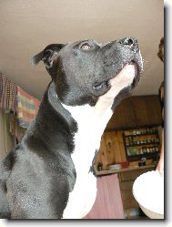 American Staffordshire Terrier