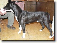 American Staffordshire Terrier