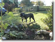 American Staffordshire Terrier