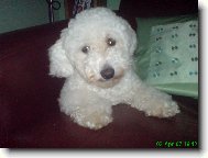 Bichon frise