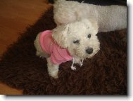 Bichon frise