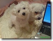 Bichon frise