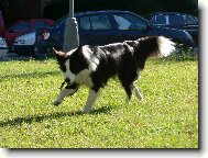 Border collie \\\\\\\\\\\\\\\\\\\\\(Dog standard\\\\\\\\\\\\\\\\\\\\\)