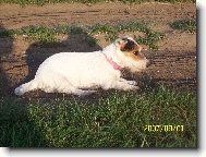 Jack Russell Terrier