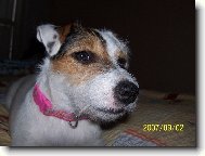 Jack Russell Terrier