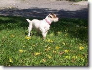 Jack Russell Terrier