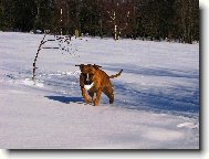 American Staffordshire Terrier