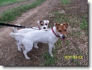 Jack Russell Terrier