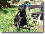 Labrador Retriever