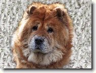 Chow chow \\\\\(Dog standard\\\\\)